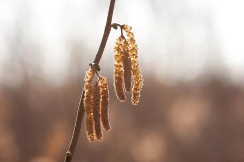 Catkins on a branch Stock Photos