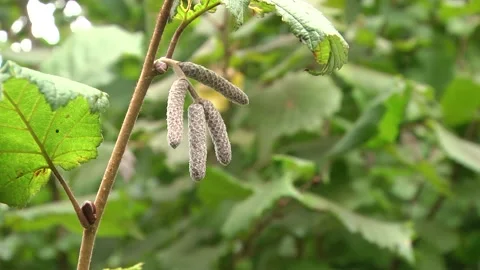 Catkins of common hazel. Stock Footage 100238754