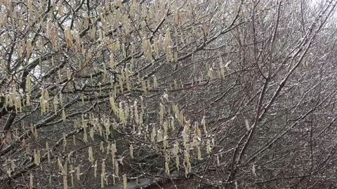 Catkins covered in snow Stock Footage 148041434