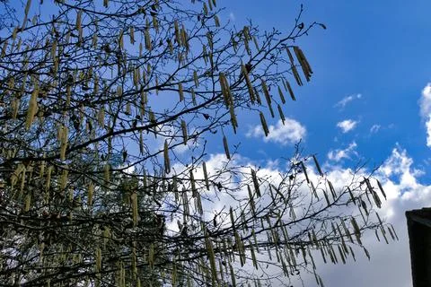 Catkins - First sign of Spring. Stock Photos