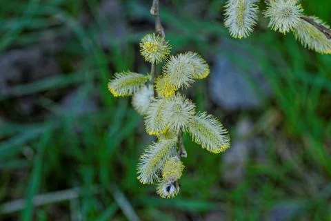 Catkins flower macro Stock Photos