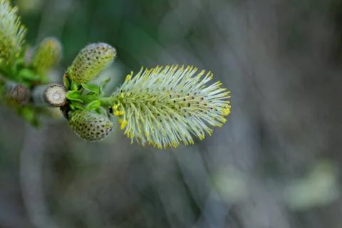 Catkins flower macro Stock Photos