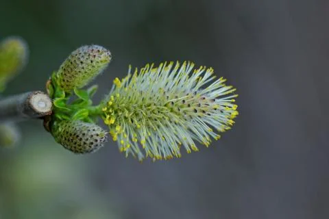 Catkins flower macro Stock Photos