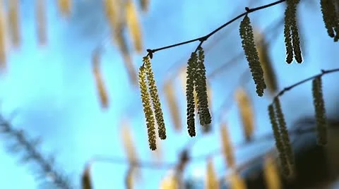 Catkins in the forest Stock Footage 20486716