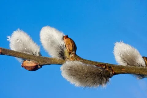 Catkins of Grey Willow Stock Photos