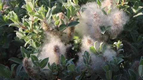 Catkins growing on downy willow tree in spring Stock Footage 310451909