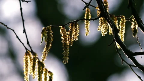 Catkins hang from a tree in springtime sunshine Stock Footage 239980960