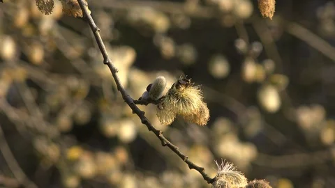 Catkins hanging from a tree in spring UK England 4K Stock Footage 106089380