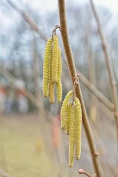 Catkins of hazel Stock Photos