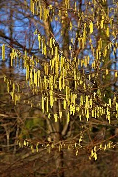 Catkins on a hazel tree Stock Photos