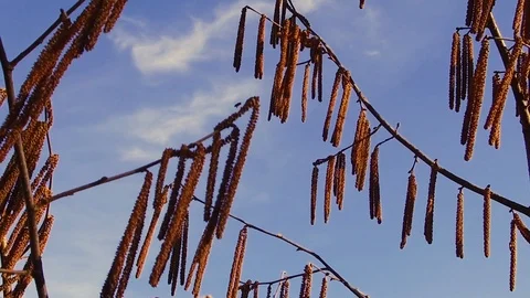 Catkins on hazelnut branches moving with the wind under blue sky. Autumn season. Stock Footage 106068851