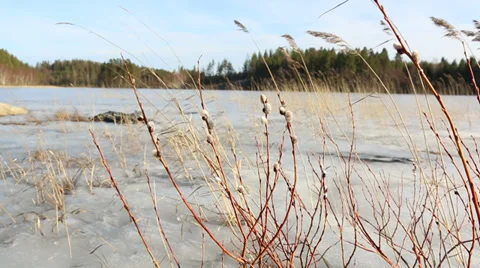 Catkins on lakeside in springtime Stock Footage 36567235
