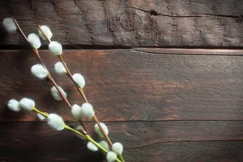 Catkins Stock Photos