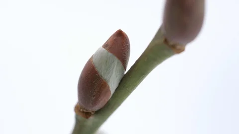 Catkins on a Salix tree breaking out of winter bud Stockbeeldmateriaal 87525237