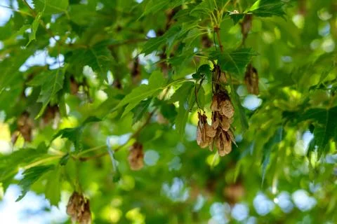 Catkins (seeds) of maple on a tree. Stock Photos
