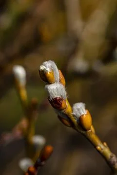 The catkins show up in the first spring sun Stock Photos