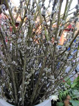 Catkins as traditional easter decoration in spring Stock Photos