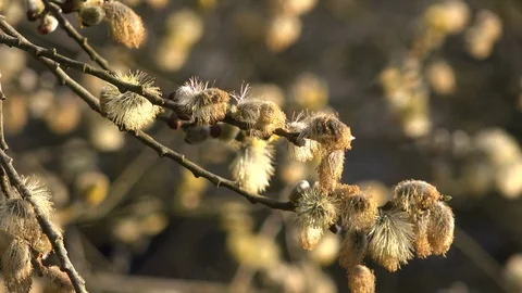 Catkins on tree. Blossom background abstract colour springtime UK 4K Video stock 106183591