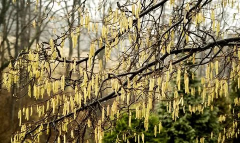 Catkins  on a tree Stock Photos