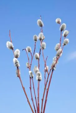 Catkins of willow. easter Stock Photos