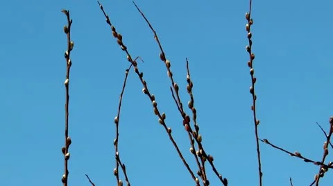 Catkins of willow swaying in the wind Stock Footage