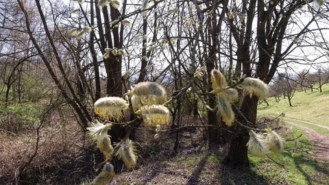 Catkins of a willow tree in back lit of the sun Stock Footage 128942233