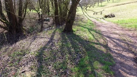 Catkins of a willow tree in springtime Stock Footage 128943763