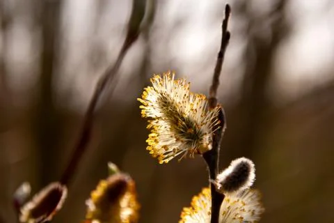 Catkins of willow in woods Stock Photos