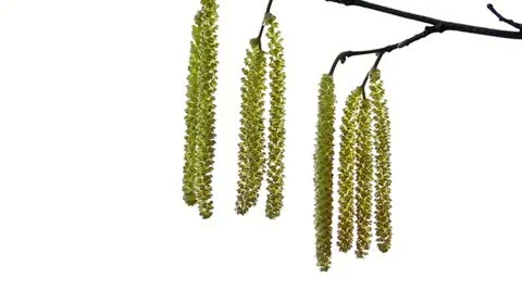 Catkins in the wind on white background Stock Footage 22306157