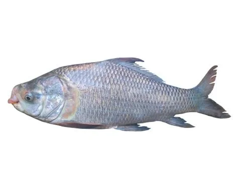 Catla fish with white background. Fish png. Fish with white background. Stock Photos