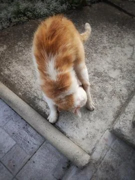 Catless Scene: Empty Concrete Space in Front of Door 库存照片