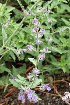 Catmint Foto stock