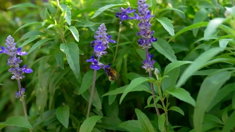 Catmint plant border in the garden. Cat mint flowers closeup. Video stock 300761902
