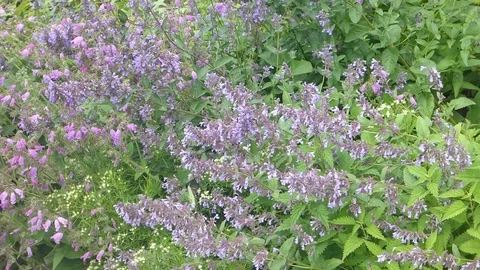 Catmint in summer garden Stock Footage 71449226