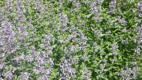 Catmint in summer garden Stock Footage 102261746