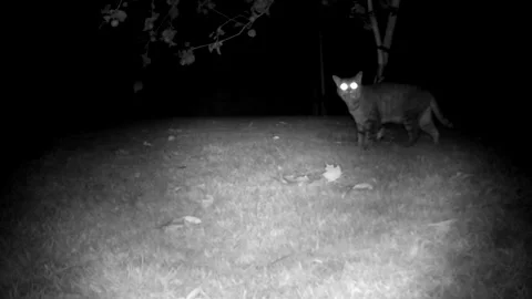 CatMouse Stock Footage 313834258