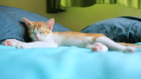 Catnap on the bed Stock Footage 90906348