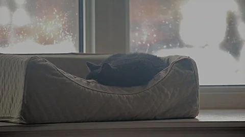  Catnap Vidéo 620776