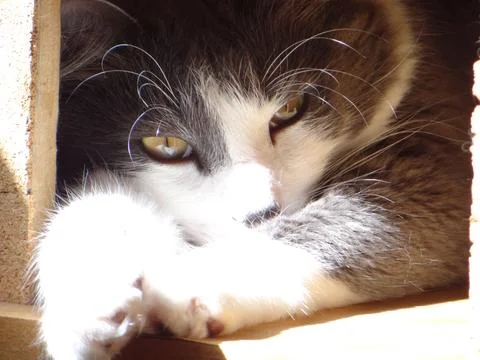 Catnap in a sunlit hideaway Stock Photos