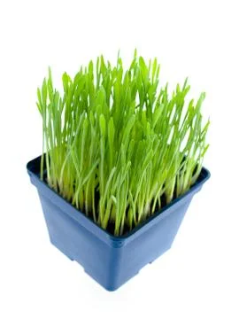 Catnip in blue container Stock Photos