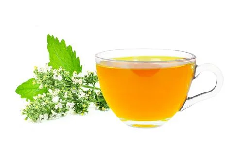 Catnip tea Stock Photos