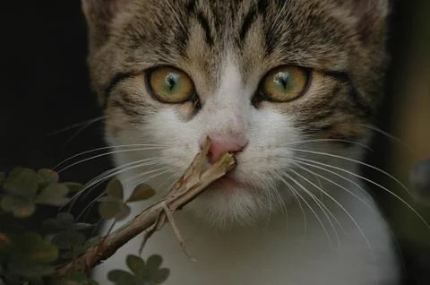 CATNOSE Stock Photos