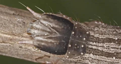 Catocala, bride underwing caterpillar, slow pan, tight top view head Stock Footage 149267568