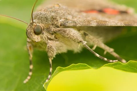Catocala elocata Stock Photos