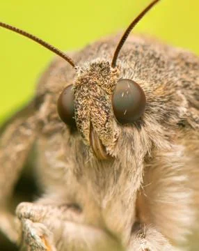 Catocala elocata Foto stock