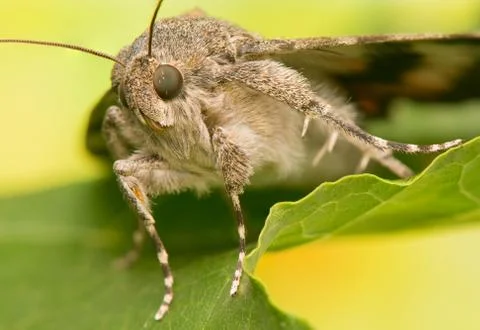 Catocala elocata Stock Photos