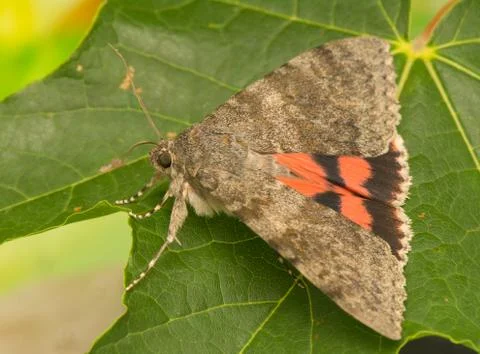 Catocala elocata Stock Photos