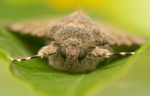 Catocala elocata Stock Photos