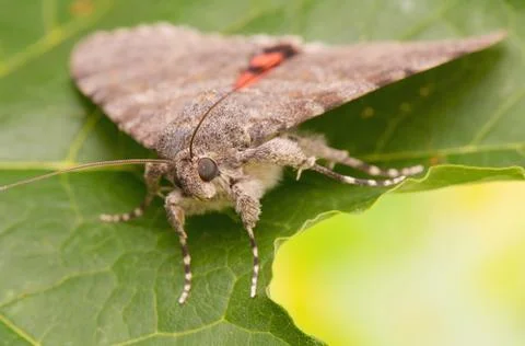 Catocala elocata Stock Photos