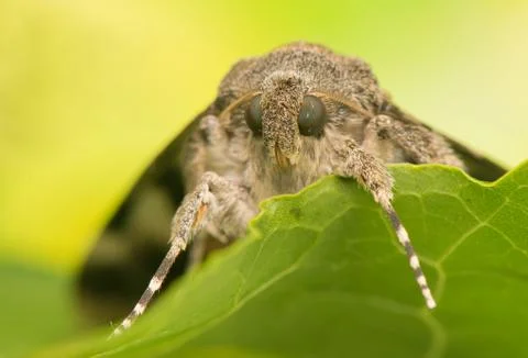 Catocala elocata Stock Photos
